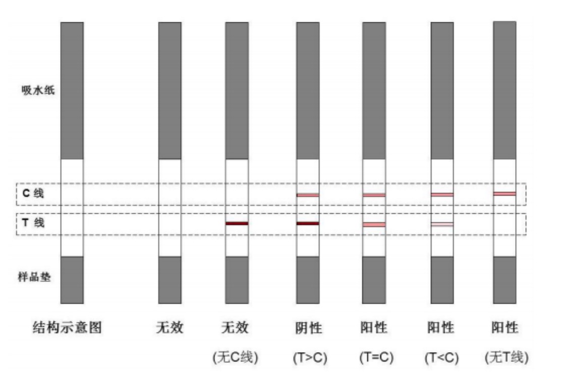 1649228472112622.jpg 黃曲霉素M1檢測(cè)試紙條.jpg
